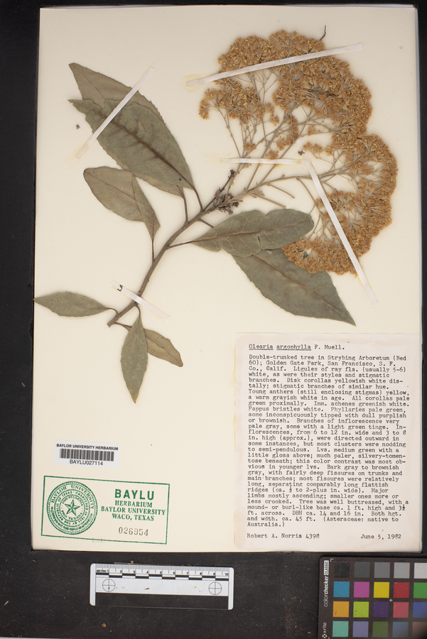 Olearia argophylla image