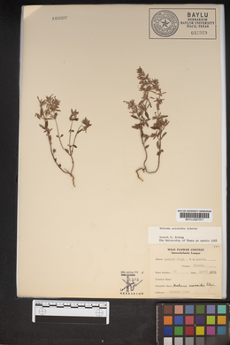 Hedeoma acinoides image