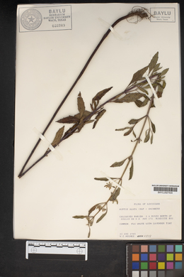 Hyptis alata image