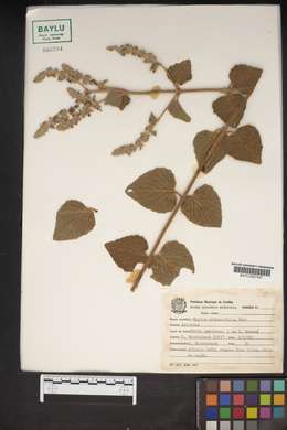 Cantinoa althaeifolia image