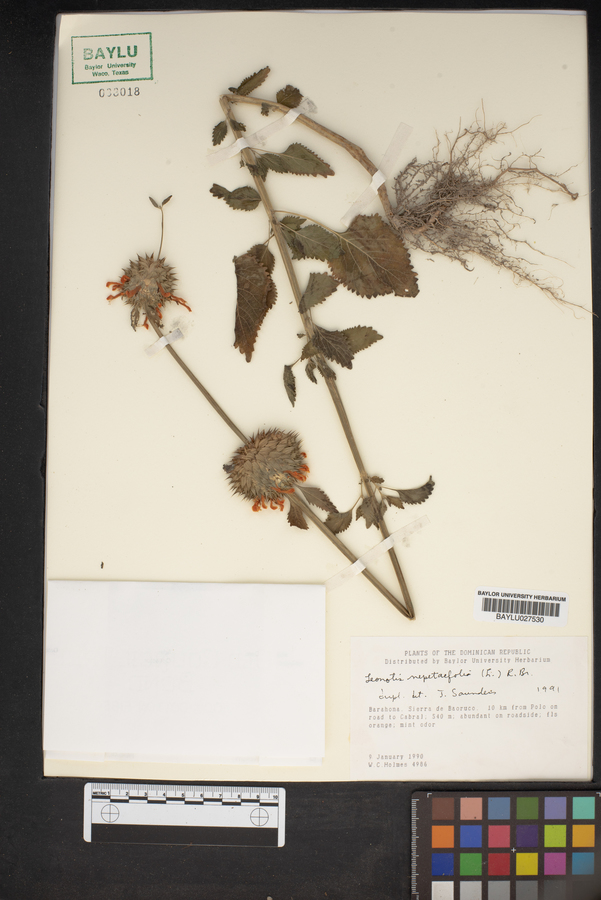 Leonotis nepetaefolia image