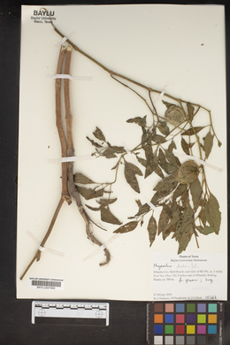 Physalis hederifolia image