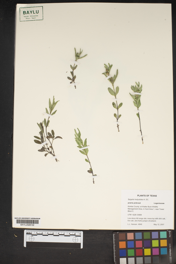 Spigelia lindheimeri image