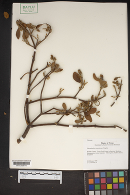 Phoradendron leucarpum subsp. tomentosum image