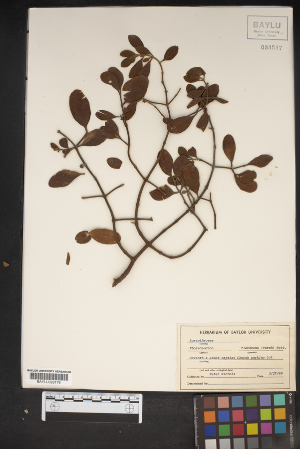 Phoradendron leucarpum subsp. leucarpum image