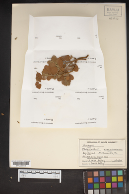 Phoradendron leucarpum subsp. tomentosum image