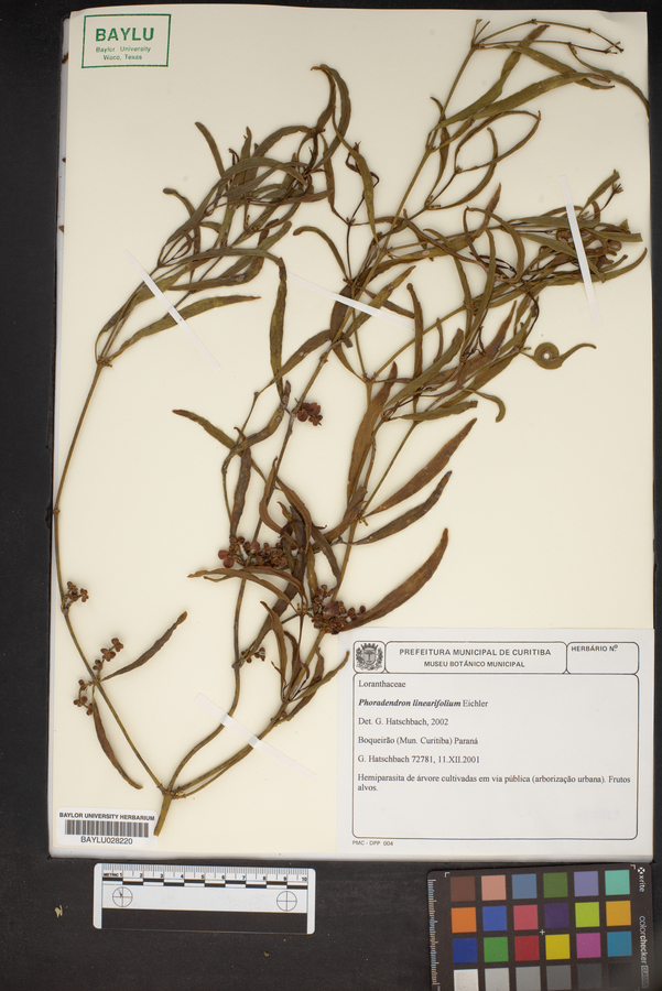 Phoradendron linearifolium image