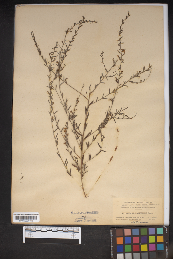 Lythrum linifolium image
