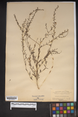 Image of Lythrum linifolium