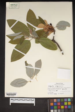 Magnolia virginiana image