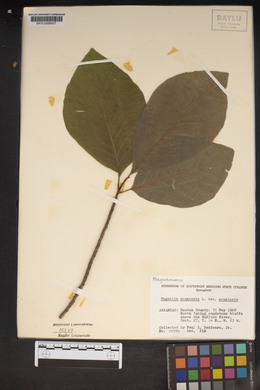 Magnolia acuminata var. acuminata image