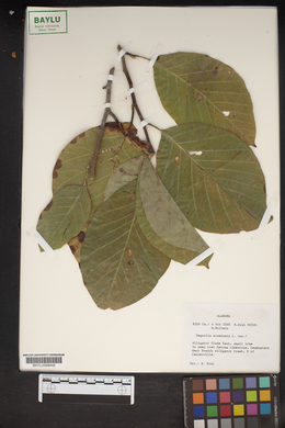 Magnolia acuminata image