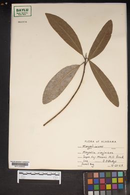 Magnolia virginiana image