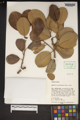 Magnolia pallescens image