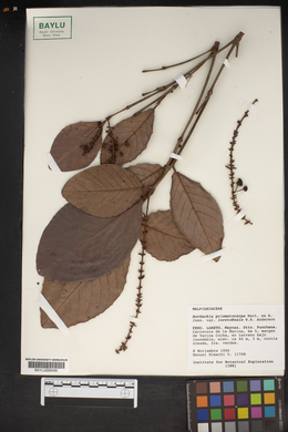 Burdachia prismatocarpa image