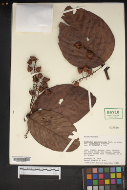 Burdachia prismatocarpa image
