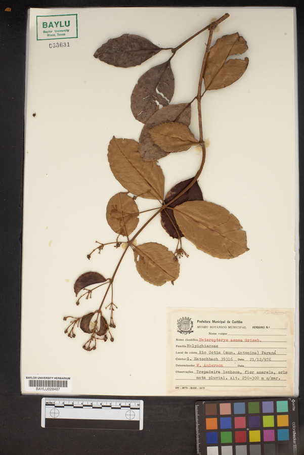 Heteropterys aenea image