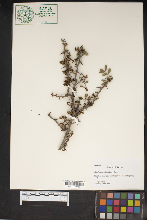Zanthoxylum hirsutum image