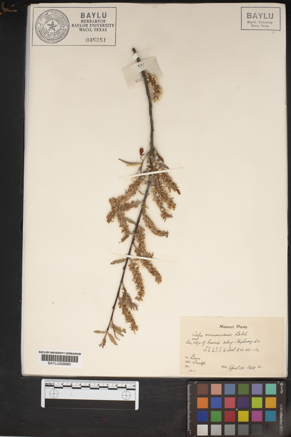 Salix missouriensis image