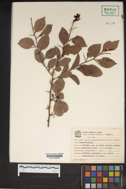 Image of Xylosma ciliatifolium