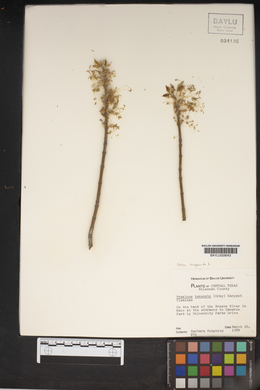 Fraxinus texensis image