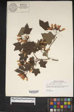 Acer leucoderme image