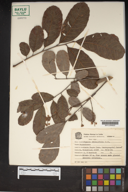 Image of Cupania oblongifolia