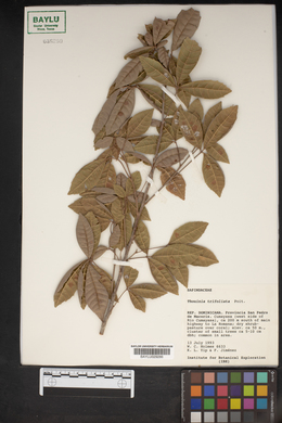 Thouinia trifoliata image