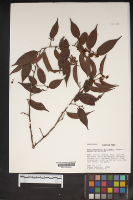 Micropholis guyanensis subsp. guyanensis image