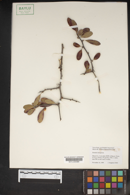 Sideroxylon lanuginosum subsp. lanuginosum image