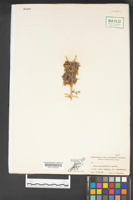 Rhus microphylla image