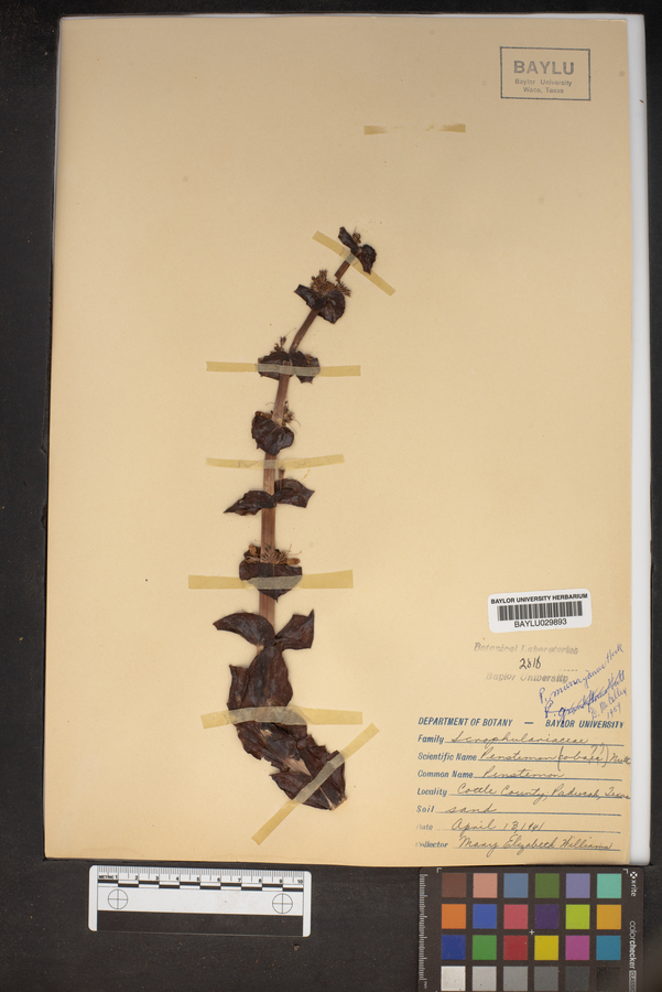 Penstemon murrayanus image