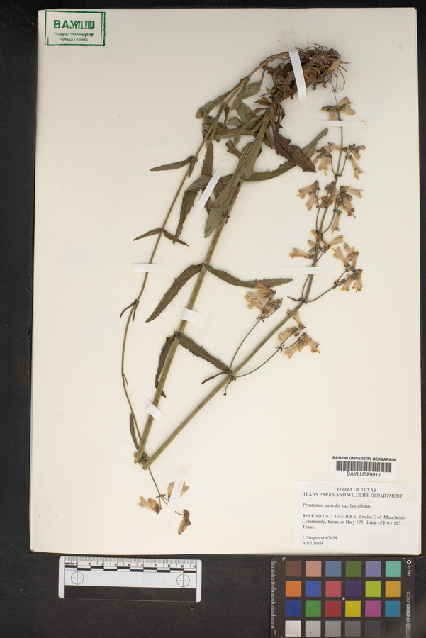 Penstemon australis subsp. laxiflorus image