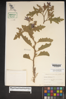 Solanum dimidiatum image