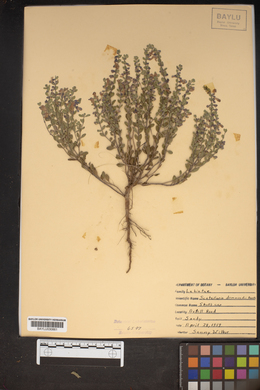 Scutellaria drummondii image