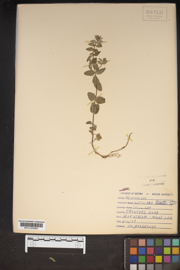 Scutellaria helleri image