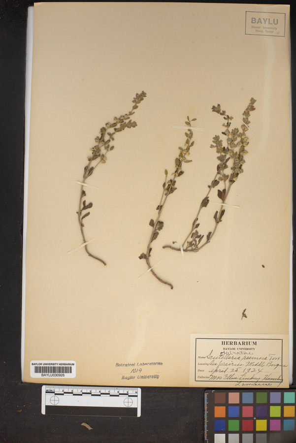 Scutellaria racemosa image