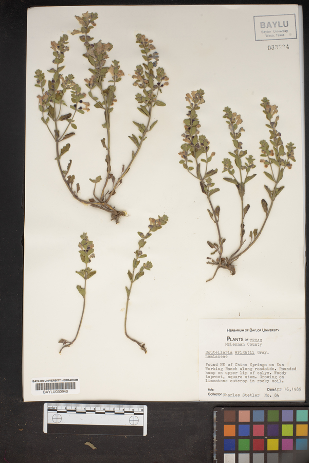 Scutellaria wrightii image