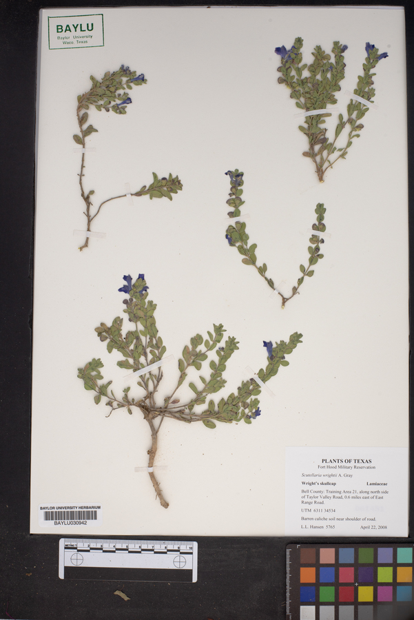 Scutellaria wrightii image