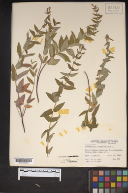 Scutellaria galericulata image