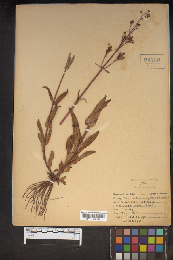 Penstemon pallidus image