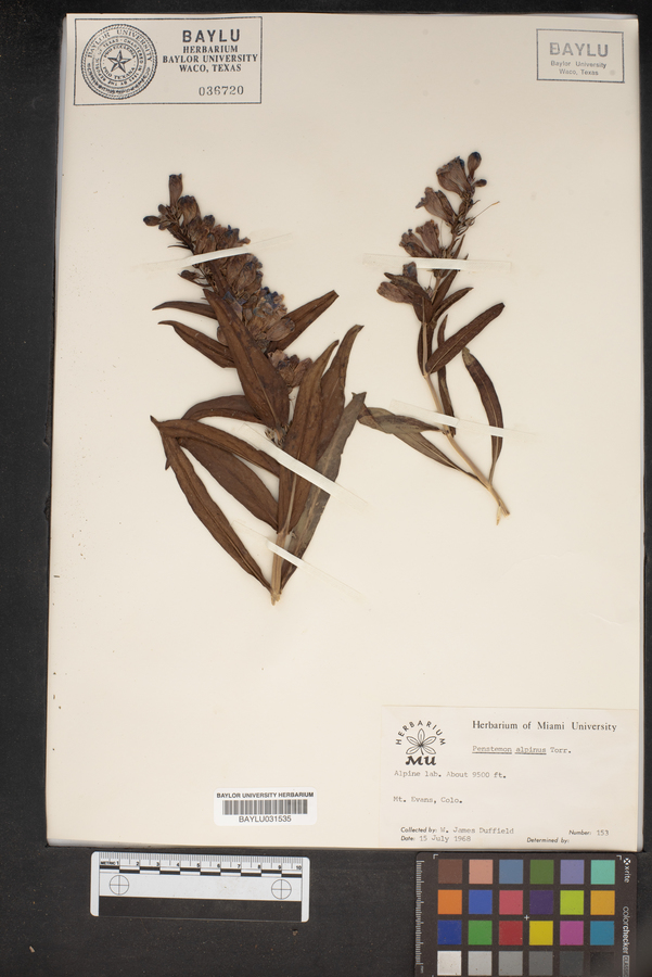 Penstemon alpinus image