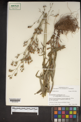 Penstemon australis subsp. laxiflorus image
