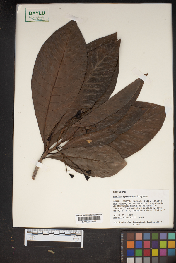 Genipa spruceana image
