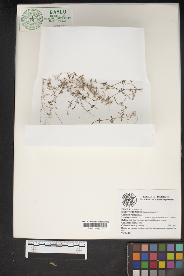 Hedyotis boscii image