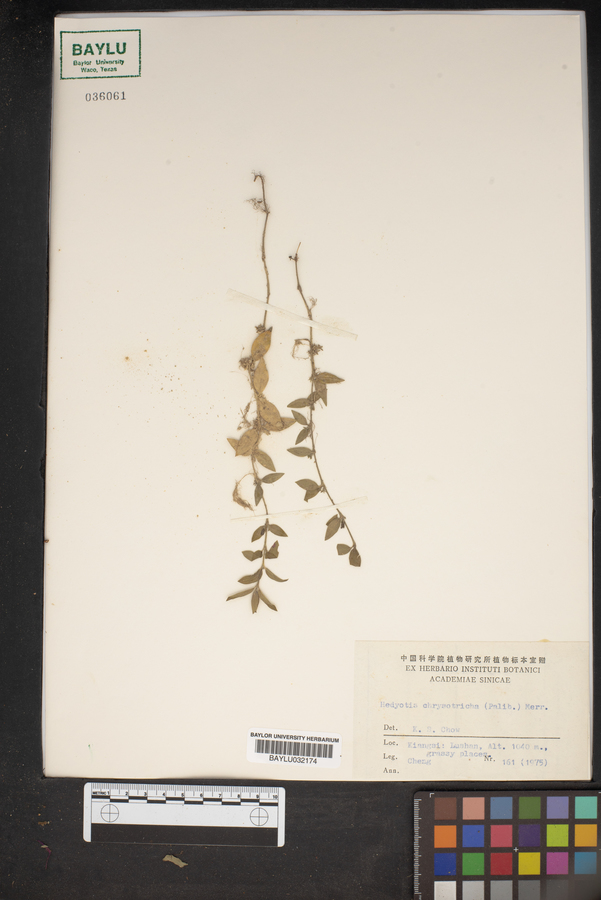 Oldenlandia chrysotricha image