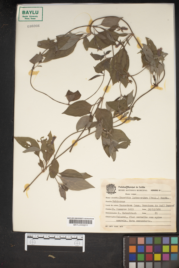 Manettia luteo-rubra image