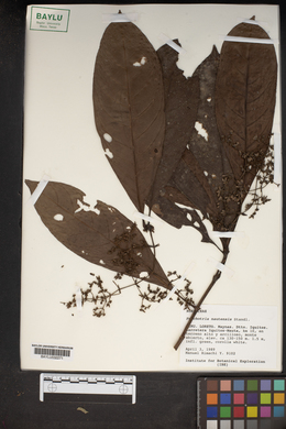 Psychotria nautensis image