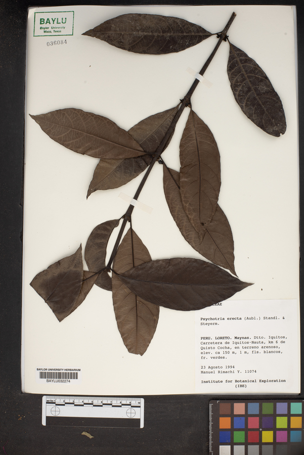 Ronabea latifolia image