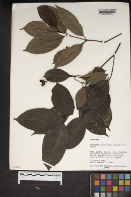 Palicourea flaviflora image